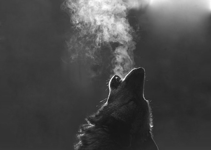 nature-6cb757ba73e520cad7414e091661415c_h